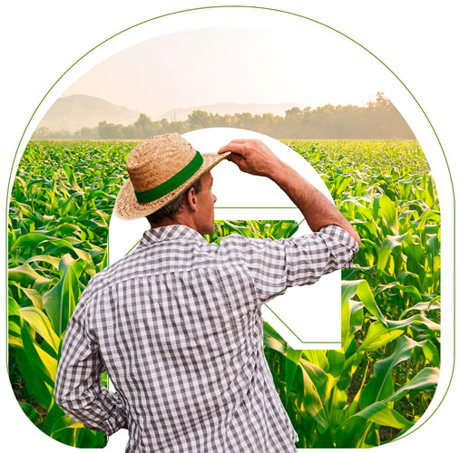 Imagem: agricultor na plantação de milho